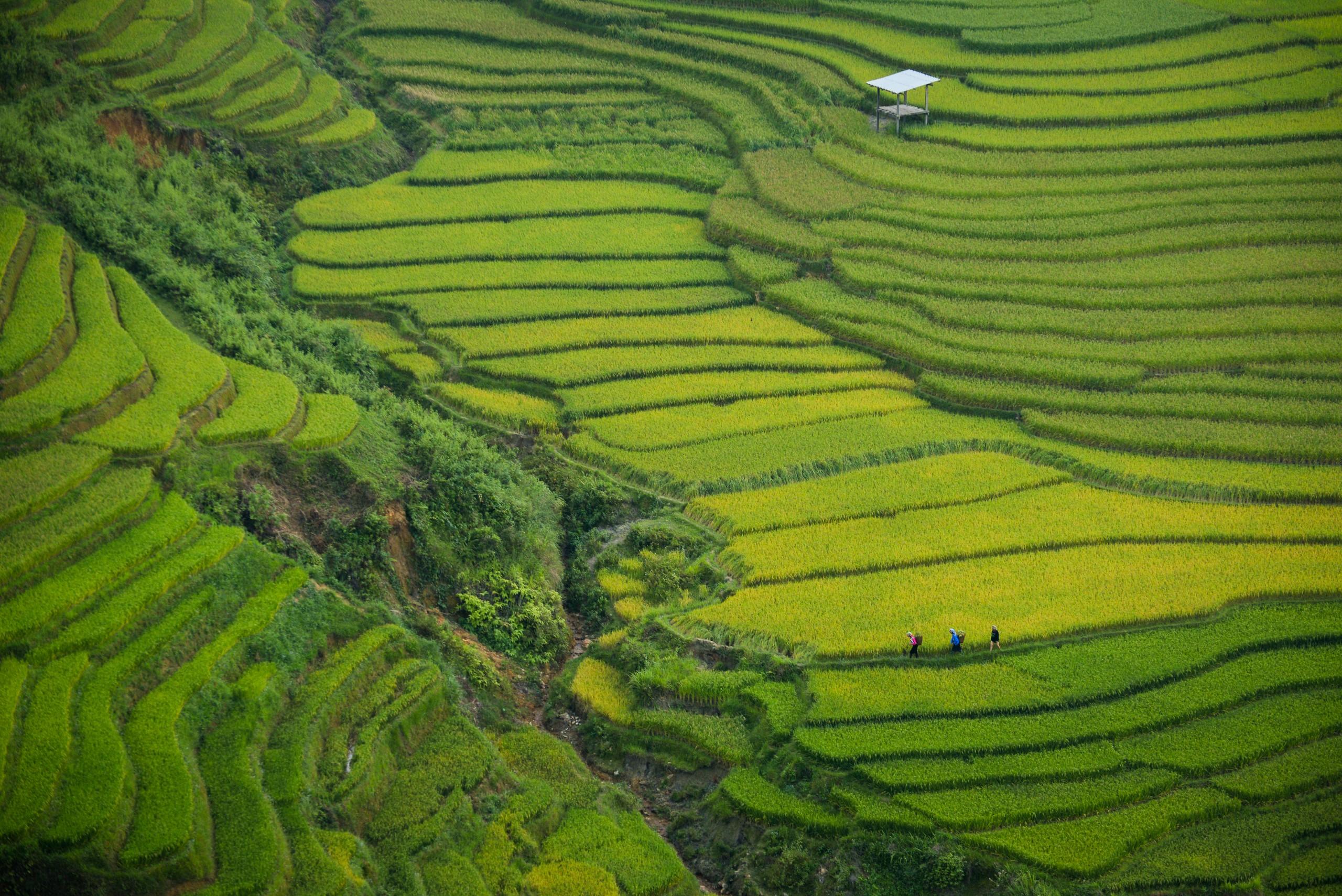 The Spectral Advantage in Agriculture