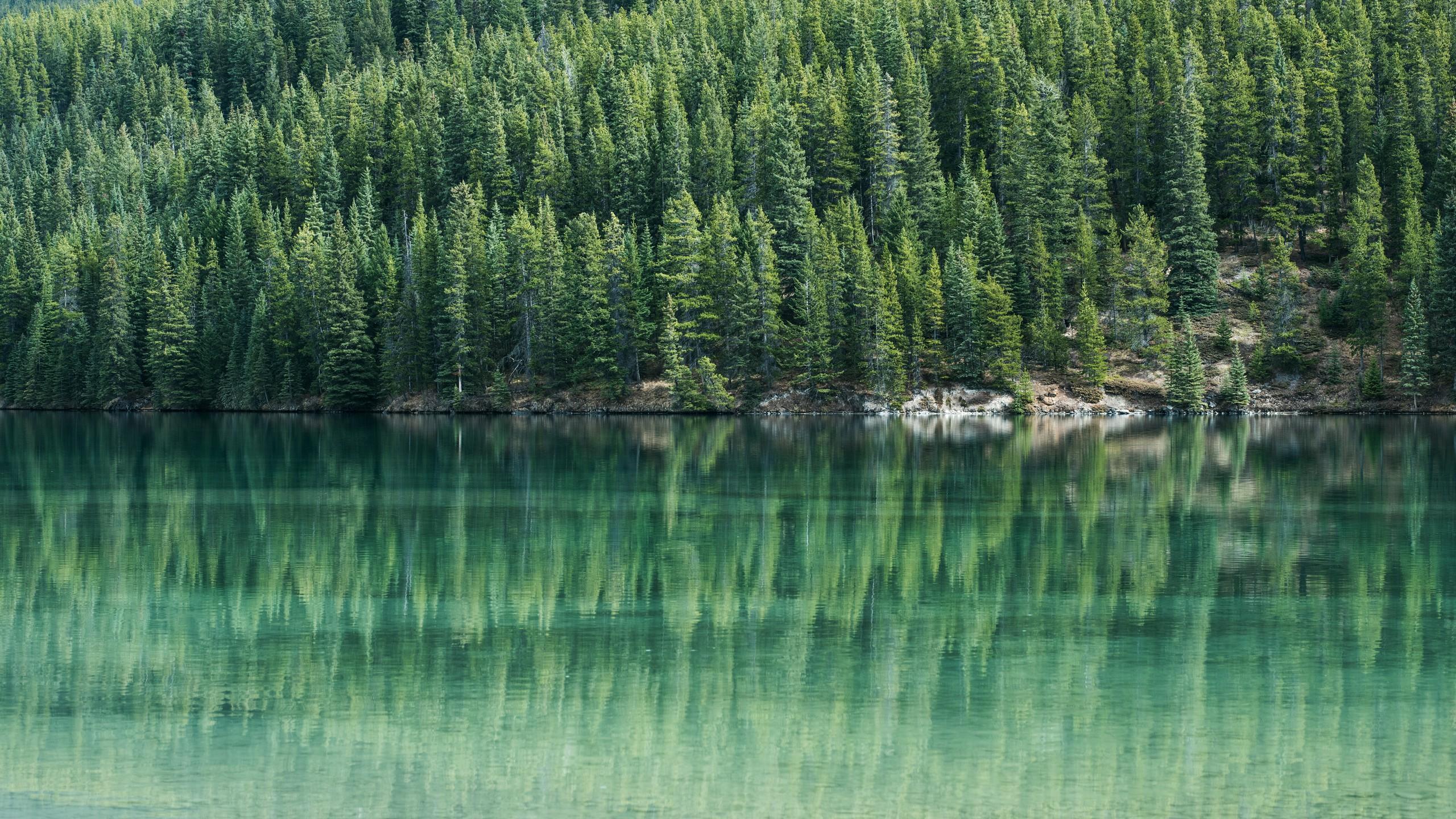 The Spectral Advantage in Forestry